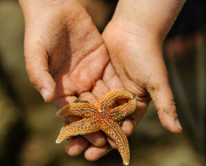 A child holds a starfish in his hands
