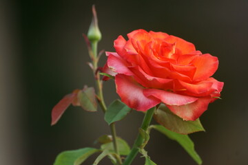 red rose on the street 