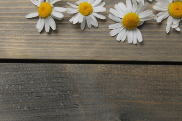 Obraz premium Chamomile flower with white petals and yellow center