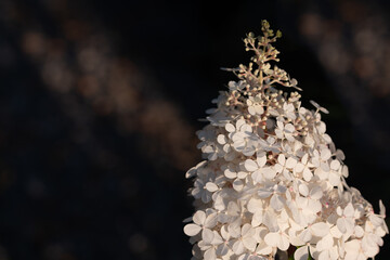Naklejka premium translatoClose-up of the blossom of a white panicle hydrangea. The flowers glow in the evening sun. The background is dark. There is space for text.