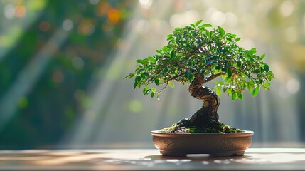 A serene bonsai tree displayed in soft, natural light, symbolizing tranquility and nature's beauty.