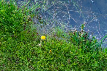 Green grass growing by the water. It looks like a chicory flower. Detail of a view from above. Close-up nature photo.