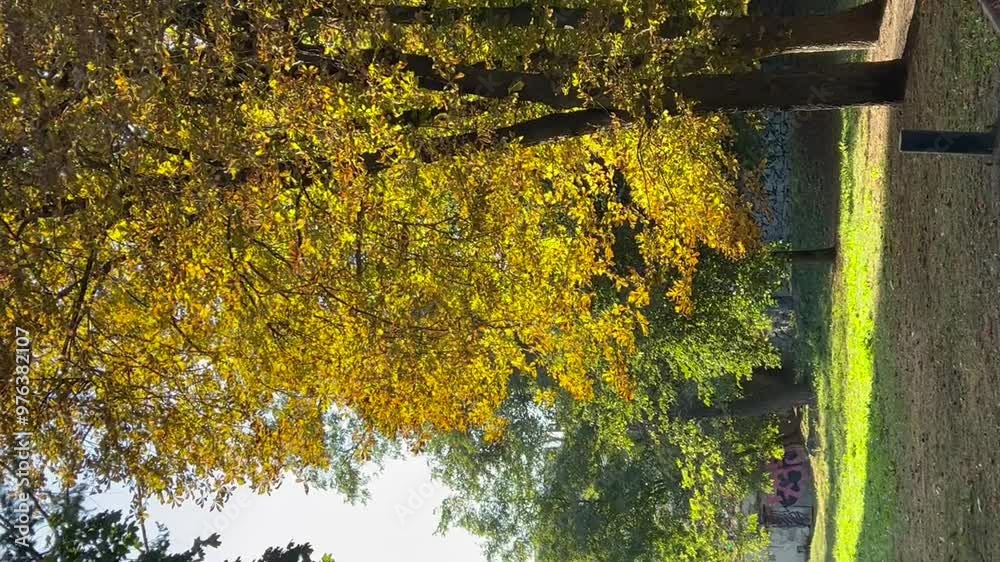Poster chestnut tree in autumn video with yellow leaves illuminated by setting sun in early autumn during a