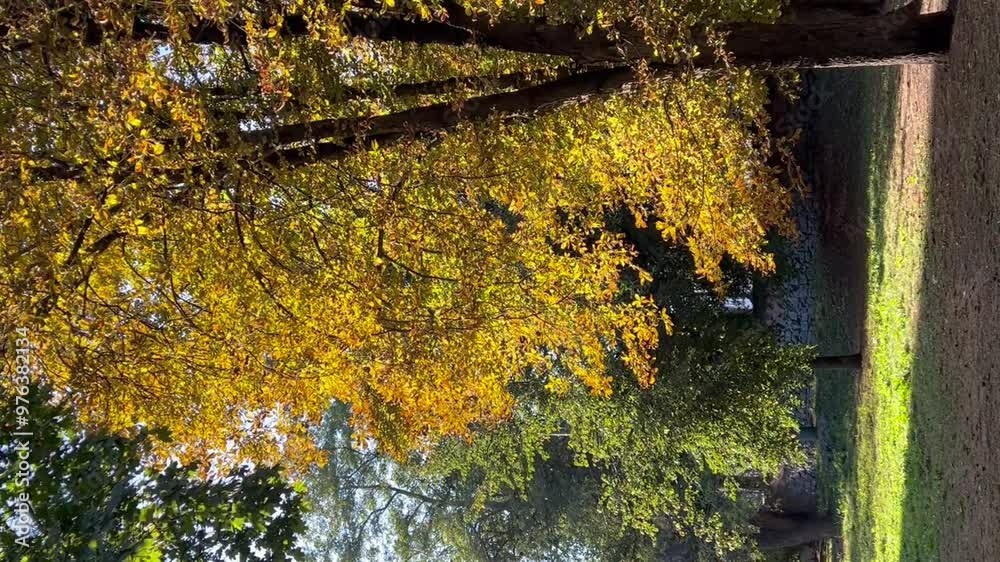 Poster vertical autumn video with yellow leaves on chestnut tree illuminated by setting sun in early autumn