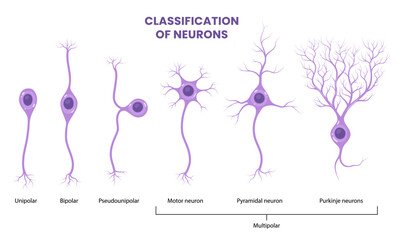 Vector Neuron Types isolated on white background