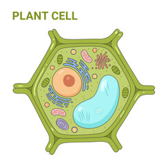 Illustration of the Plant cell anatomy structure. Vector infographic with nucleus, mitochondria, endoplasmic reticulum, golgi apparatus, cytoplasm, wall membrane etc