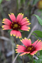 A couple wild red and yellow spring flowers in full bloom.