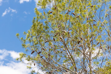 Twigs of pine trees with green needles and cones brown bark on a blue sky background in summer in a park