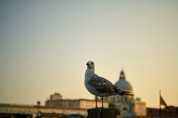 Venice and it's boats canals and ancient history