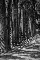 caminho com &aacute;rvores