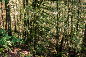 Inside Cascade Falls Regional Park located Northeast of Mission, BC, Canada