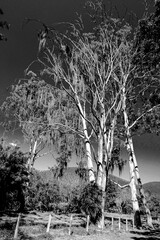 &aacute;rvores altas