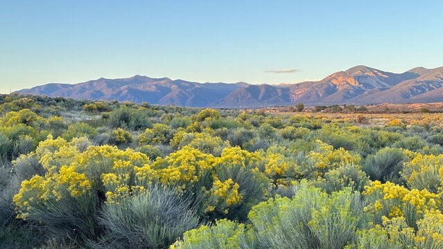 taos mountain yellow chamisa