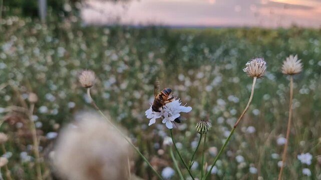 Common drone fly on Field scabious flower. Tiny white wildflowers closeup with insect eating pollen. Summer meadow natural view
