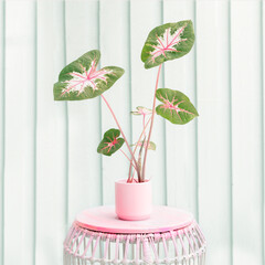 green and pink caladium in pink pot on pink base with light turquoise painted fence in background