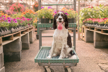 adorable black and white springer spaniel sitting on a shopping cart with flowers in a plant nursery