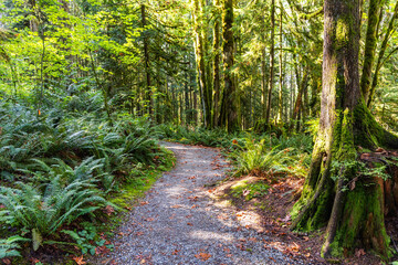 Naklejka premium Lush Green Forest Trail in Mission, British Columbia Inviting for a Peaceful Nature Walk