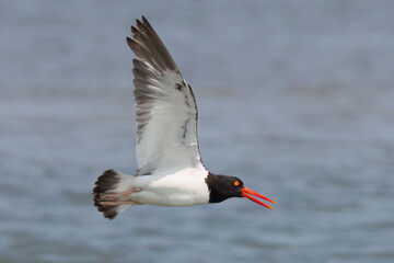 Flying Oystercatcher