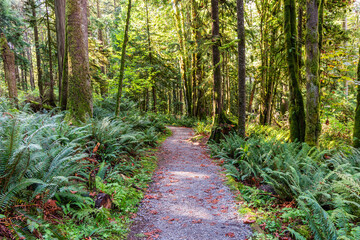 Serene Forest Trail in Mission, British Columbia, Canada Surrounded by Lush Greenery and Tall Trees