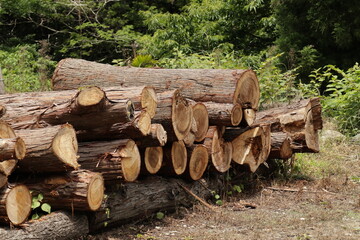 積まれた丸太