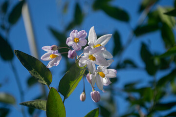 Hierba de Santa María