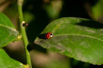 Mariquita al sol