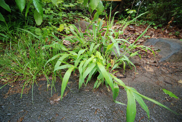 wild grass in the garden in the spring on a rainy day