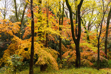 Obraz premium 日本の風景・秋 雨の京都 紅葉の糺の森