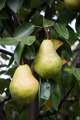 yellow pears on a branch among the leaves
