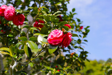 Beautiful camellia flower on tree. The Expo 70 Commemorative Park, Osaka, Japan