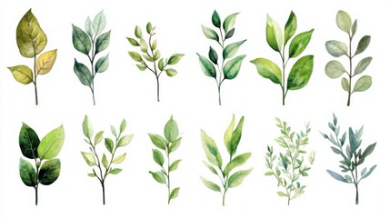 A variety of hand-drawn green leaf botanical illustrations - herbarium