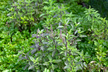 Holy basil in vegetable garden. Fresh green leaves of herb plant