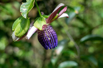 close up of a purple flower