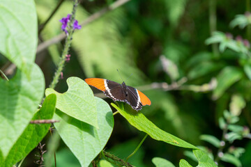black and orange butterfly on leaf