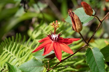 red and yellow flower