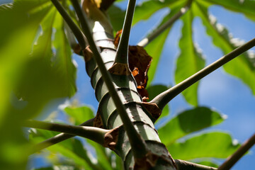 tropical tree