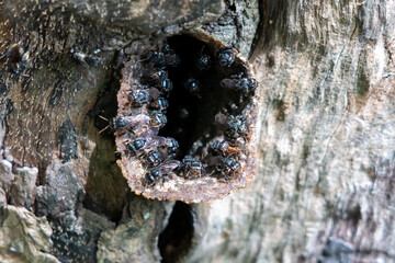 bees in a tree
