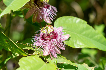 tropical flower