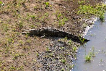 crocodile entering the water