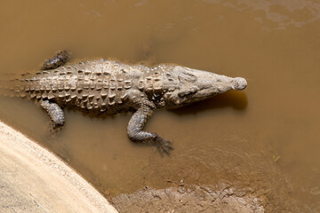 crocodile in the water