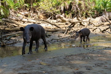 tapir with baby tapir