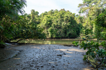 river in the rainforest