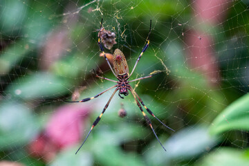 spider on a web