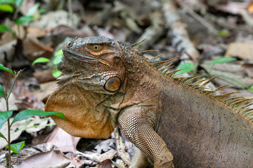 iguana in a forest