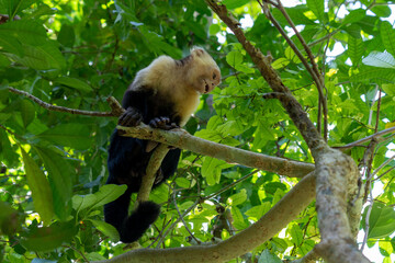 capuchin monkey sitting on a branch