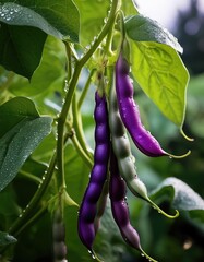 Purple beans growing on vine