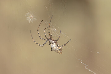Posicionándose para la emboscada una araña  Argiope lobata