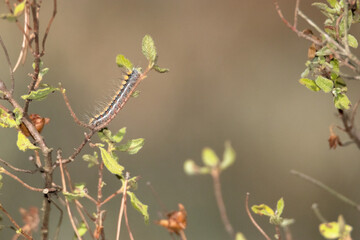 Una oruga devorando Cistus salviifolius  Jara negra