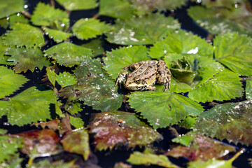Russia. Astrakhan. A frog is sitting on the leaves of water lilies.