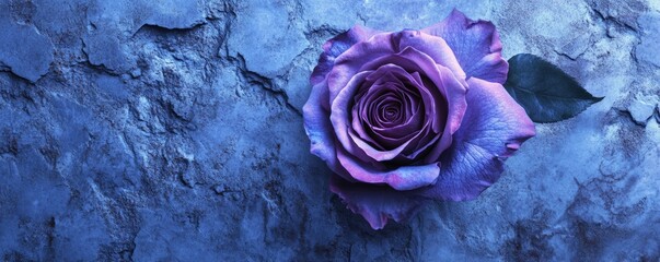 Single purple rose on textured blue background, elegance and tranquility concept